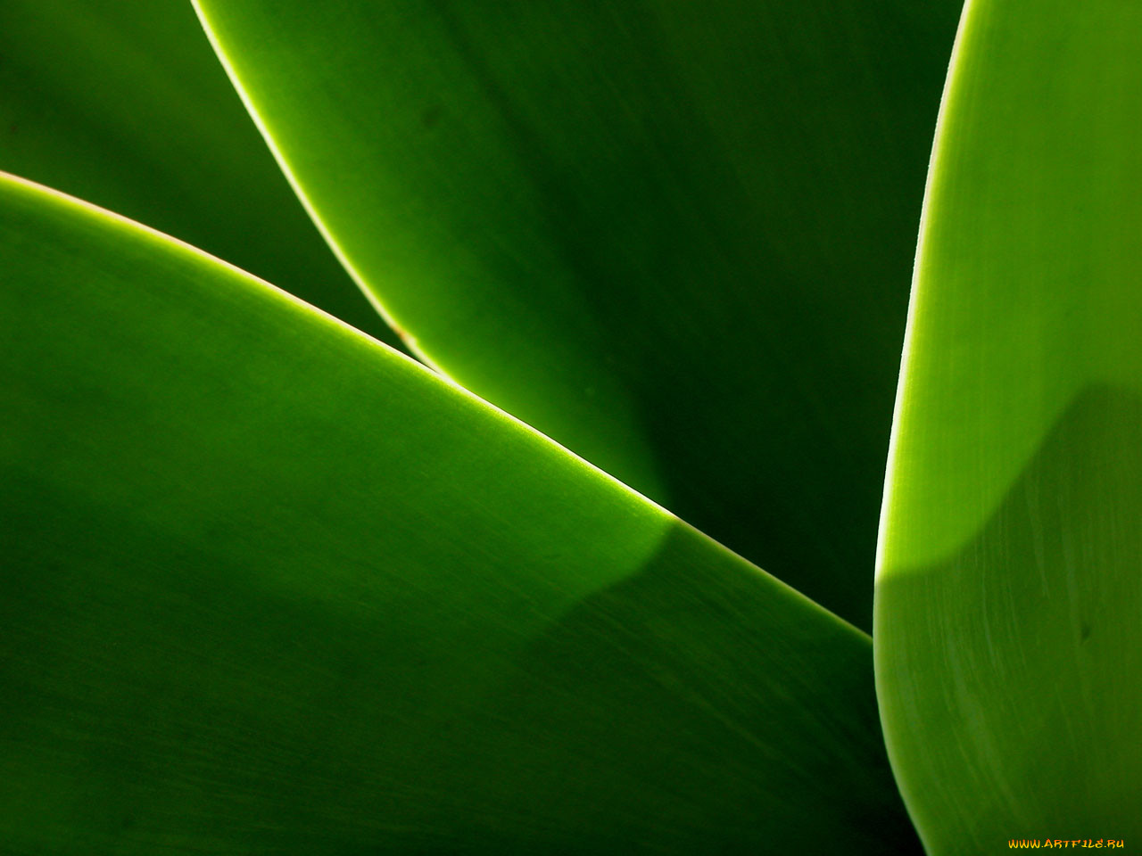 green, curves, , windows, vista, longhorn